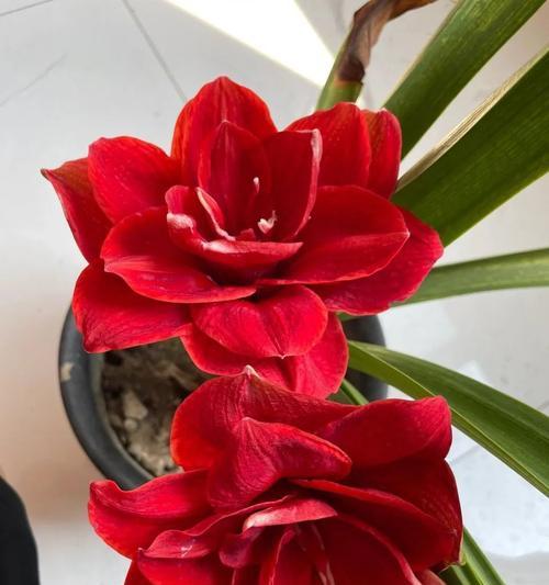 朱顶红的花语是什么？朱顶红的养护方法有哪些？