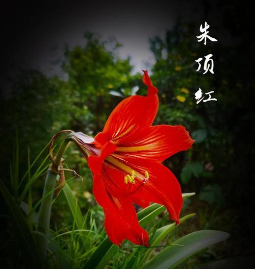 朱顶红的花语是什么？朱顶红的养护方法有哪些？