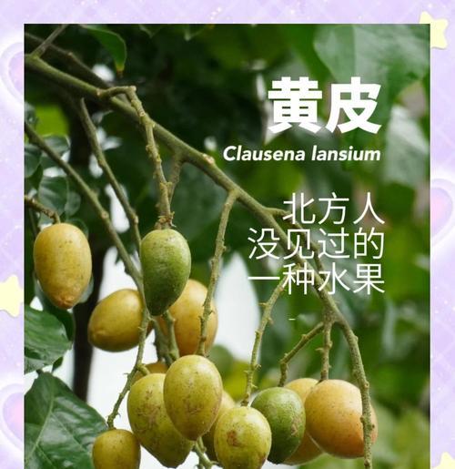 黄皮果花语的含义是什么？黄皮果的种植技巧有哪些？