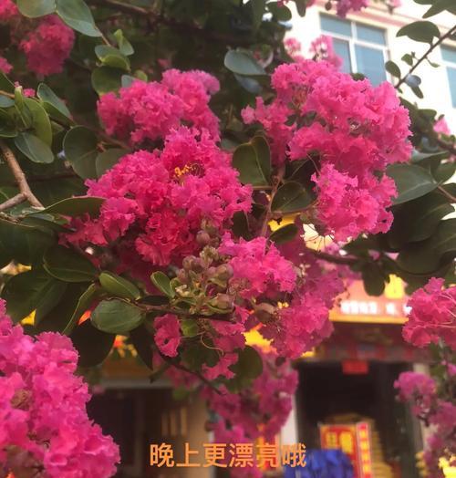 紫微花语有哪些特别之处？紫微花的种植与养护方法是什么？