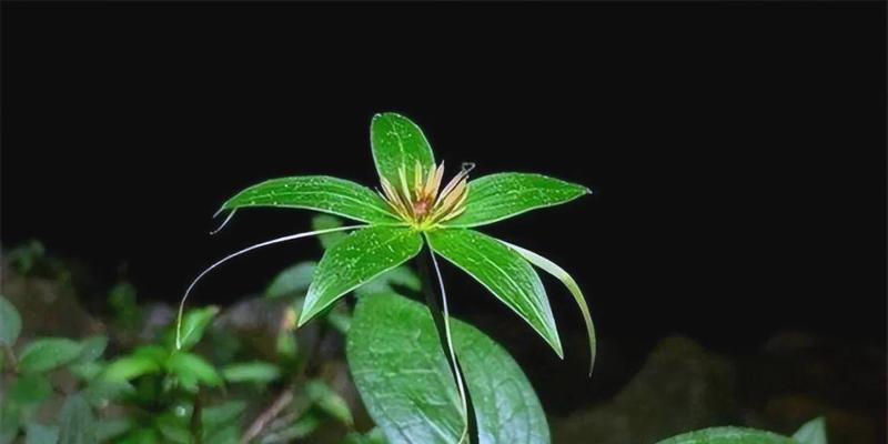 蚤休花的花语是什么？蚤休花的种植与养护方法是什么？