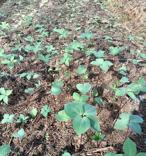 蚤休花的花语是什么？蚤休花的种植与养护方法是什么？
