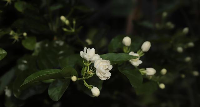 夜里香花语代表什么？夜里香的种植环境要求是什么？