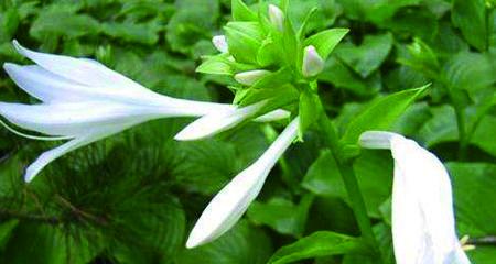 夜里香花语代表什么？夜里香的种植环境要求是什么？