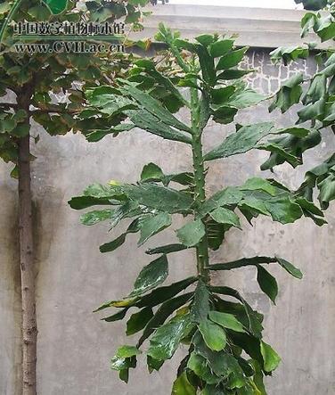 仙人树花语有哪些特别之处？仙人树的种植与养护方法是什么？