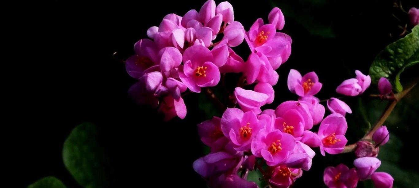 桃珊瑚花语有哪些含义？桃珊瑚的种植环境要求是什么？