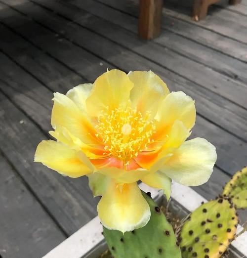 仙人条花语有哪些含义？仙人条的种植与养护方法是什么？