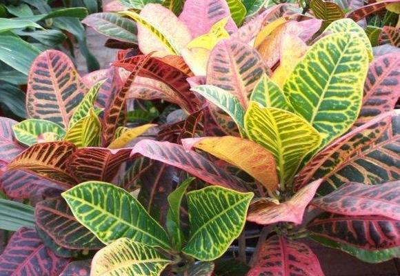 变叶树花语代表什么？变叶树的种植技巧有哪些？
