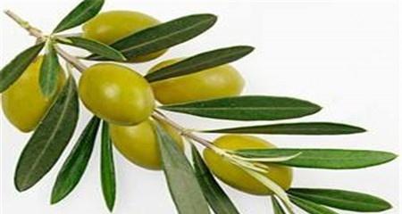 橄榄果花语有哪些含义？橄榄果的种植环境要求是什么？