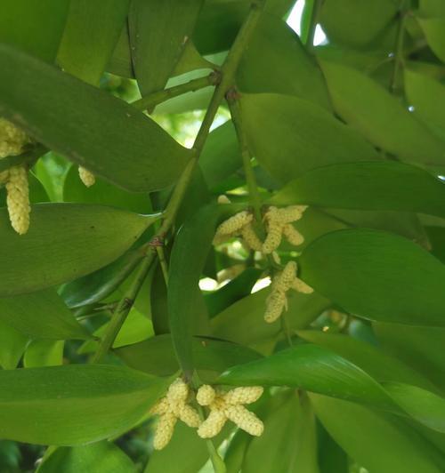 常青滕花语是什么？常青滕的种植技巧有哪些？