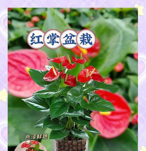 常青滕花语是什么？常青滕的种植技巧有哪些？