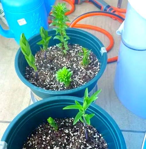 百合花根的种植步骤是什么？如何确保其良好生长？
