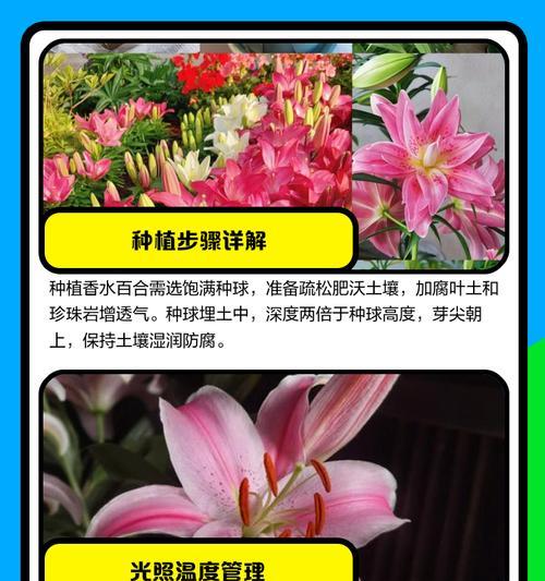 百合花根的种植步骤是什么？如何确保其良好生长？