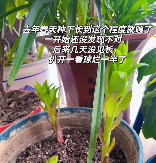 百合花根的种植步骤是什么？如何确保其良好生长？