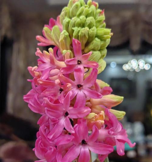 风信子种植技巧有哪些？怎样才能开出美丽的花朵？