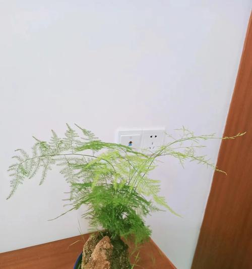 花盆栽怎么种植才能长得好？花盆栽种植的技巧有哪些？