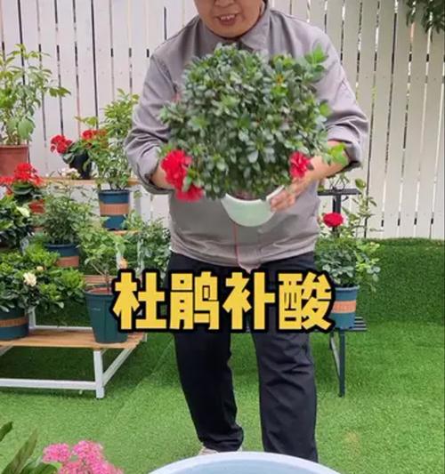 花盆栽怎么种植才能长得好？花盆栽种植的技巧有哪些？
