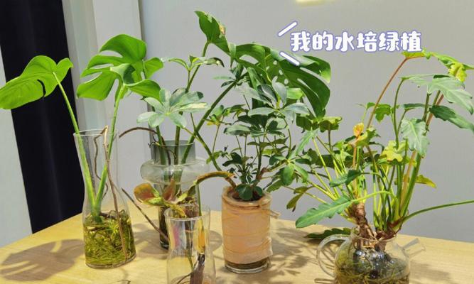 常见的水培植物有哪些？如何进行水培养护？