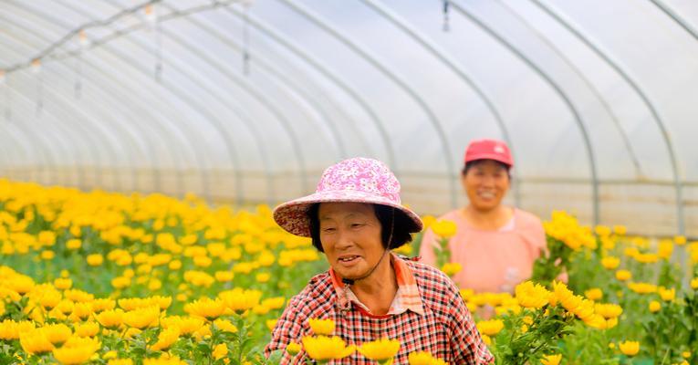 菊花的种植方法和步骤是什么？怎样才能成功种植菊花？