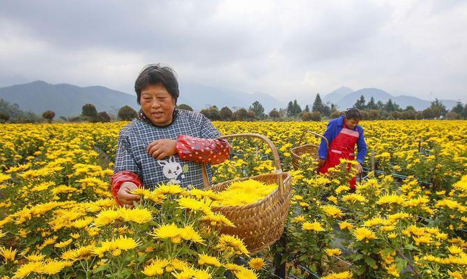 菊花的种植方法和步骤是什么？怎样才能成功种植菊花？