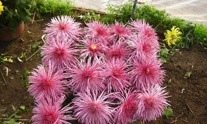菊花的种植方法和步骤是什么？怎样才能成功种植菊花？