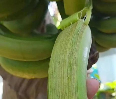 米兰受冻后如何进行抢救？