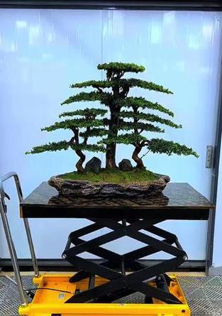 盆景养护通常需要哪种肥料？