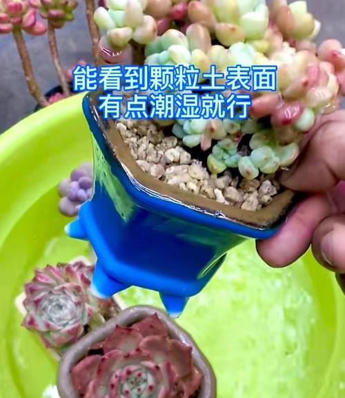 如何正确浇水以确保植物根部吸水充分？