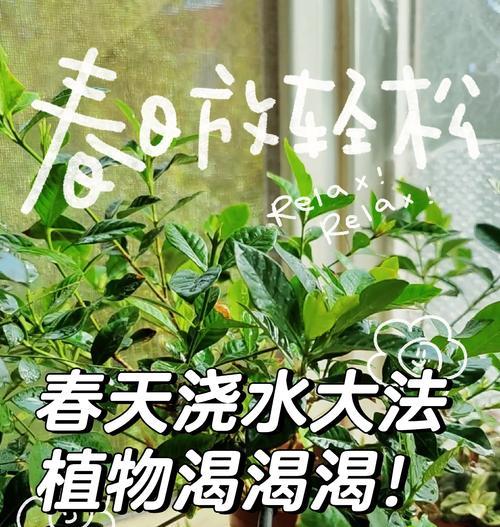 如何正确浇水以确保植物根部吸水充分？