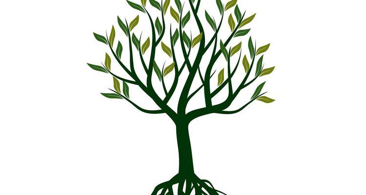 如何正确浇水以确保植物根部吸水充分？