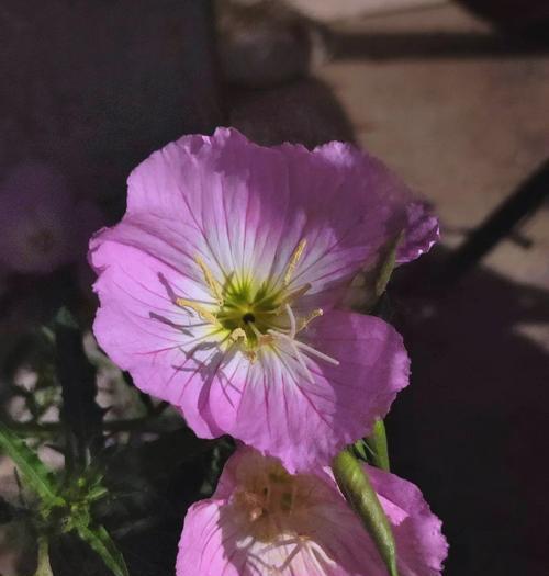 月见草有哪些颜色？