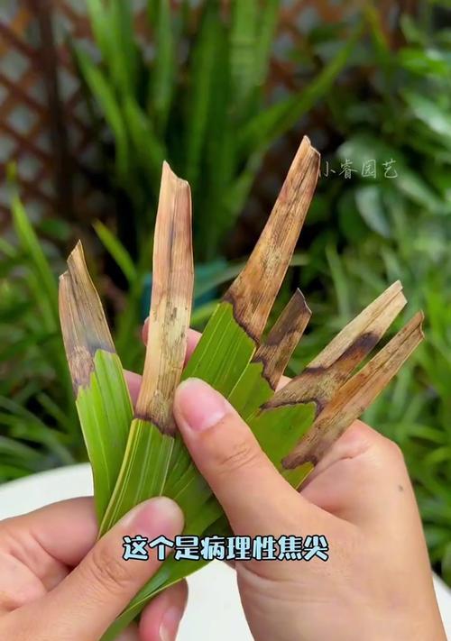 如何从兰花叶子鉴别品种？兰花品种识别技巧是什么？