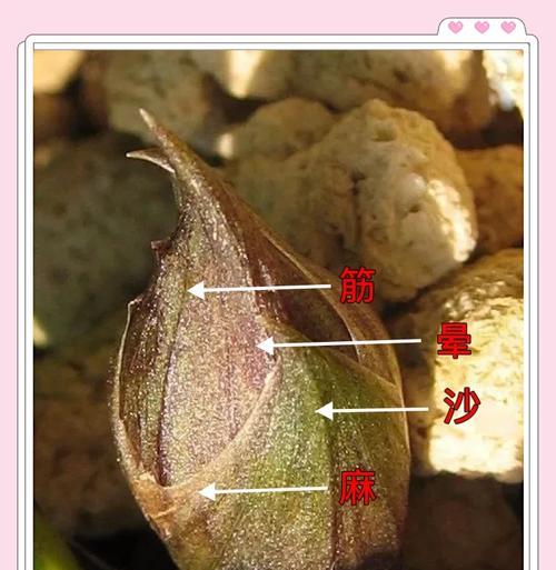 如何从兰花叶子鉴别品种？兰花品种识别技巧是什么？