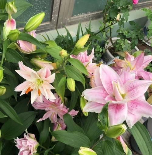 盆栽百合种子种植的正确步骤是什么？