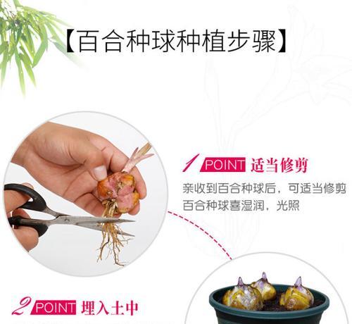 盆栽百合种子种植的正确步骤是什么？