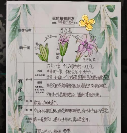 盆栽百合种子种植的正确步骤是什么？