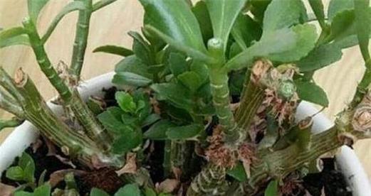 白兰花摘心的最佳时机是什么时候？摘心后如何促进生长？