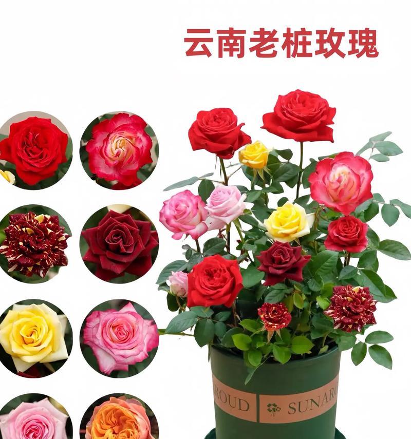 云南玫瑰有哪些适合食用的品种？如何挑选？