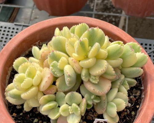 熊童子植物用土的配制方法？