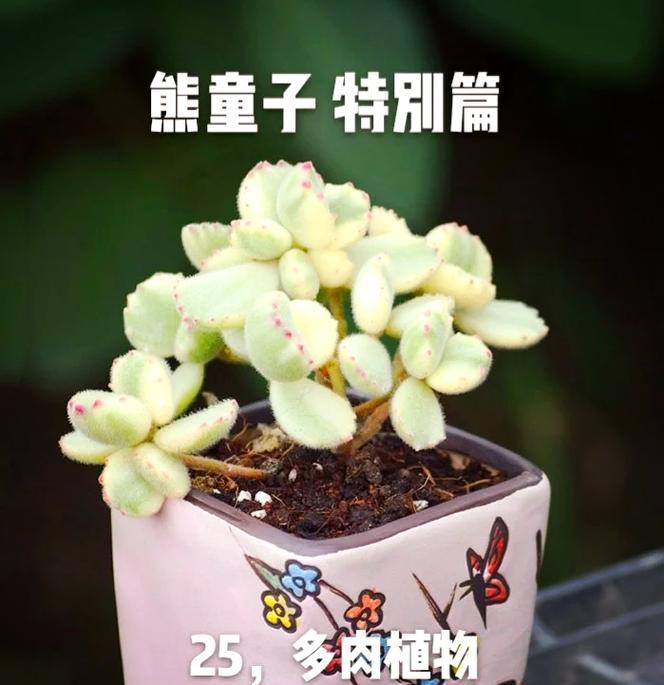 熊童子植物用土的配制方法？
