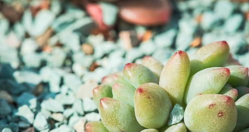 熊童子植物用土的配制方法？