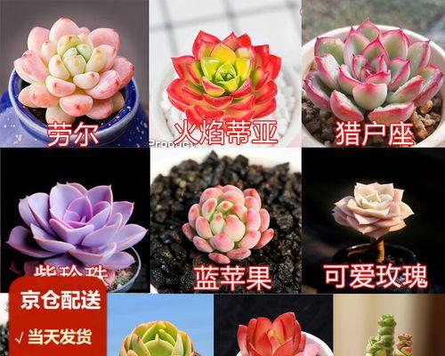 墨法师多肉植物的养殖技巧有哪些？