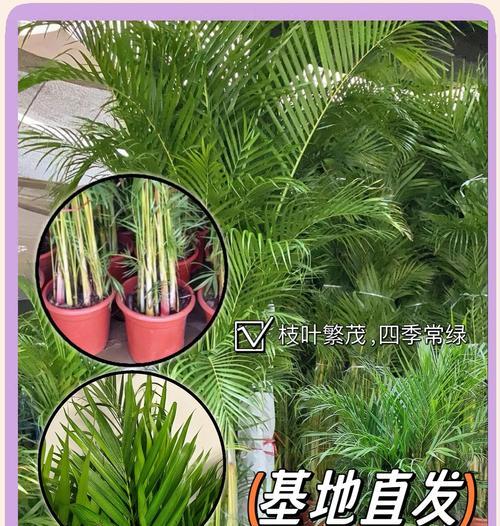 散尾葵种子是什么样的？如何正确识别散尾葵种子？