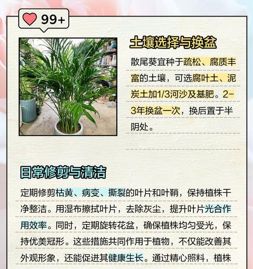 散尾葵种子是什么样的？如何正确识别散尾葵种子？