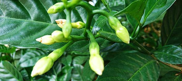 桅子花种子的外观特征是什么？