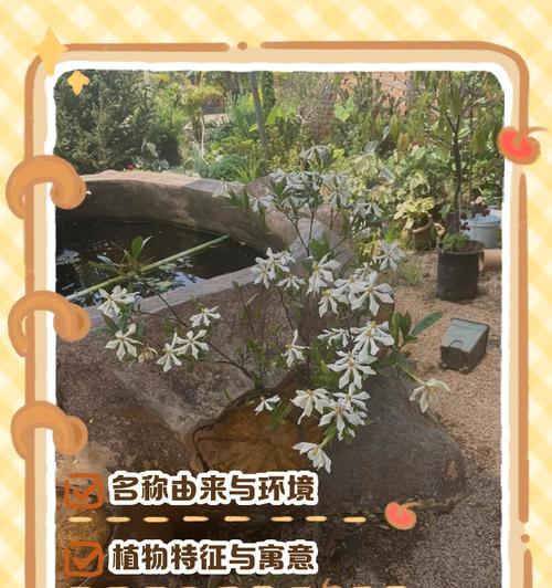 桅子花种子的外观特征是什么？
