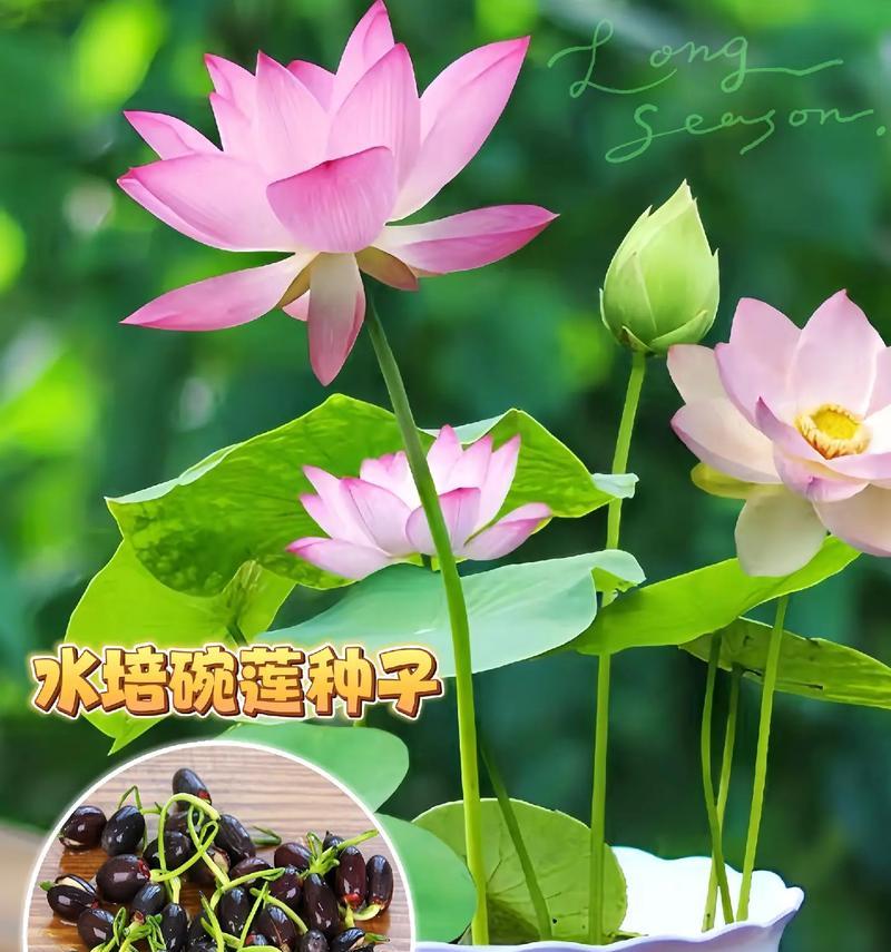 碗莲的正确养殖方法是什么？