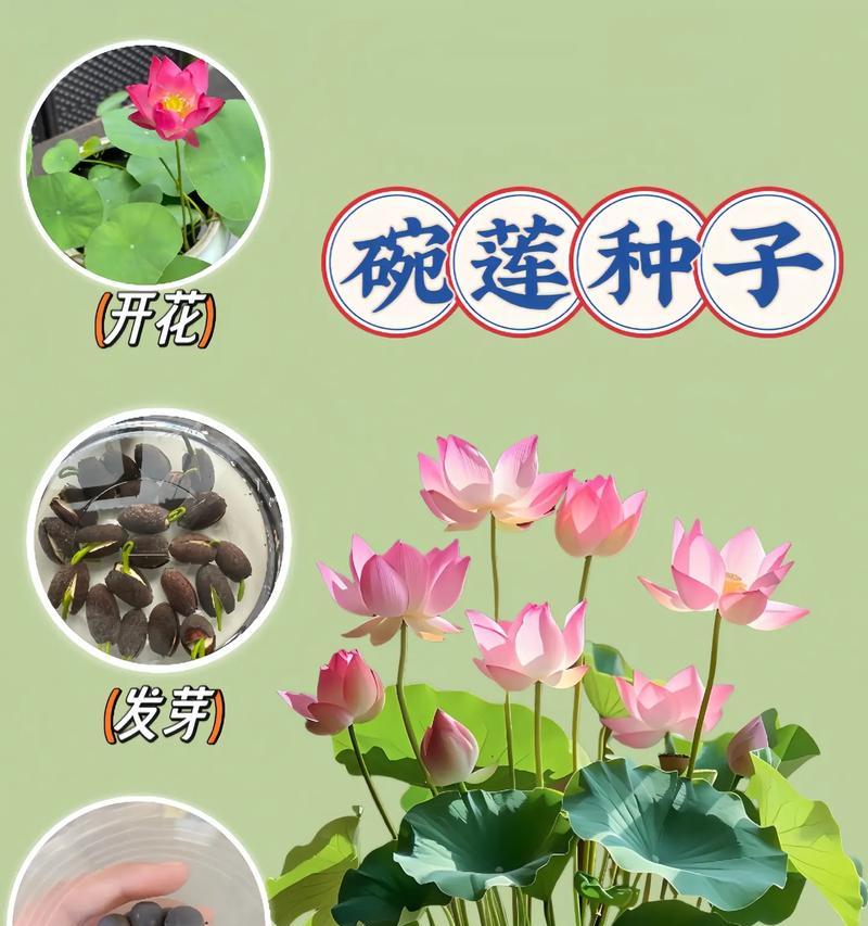 碗莲的正确养殖方法是什么？
