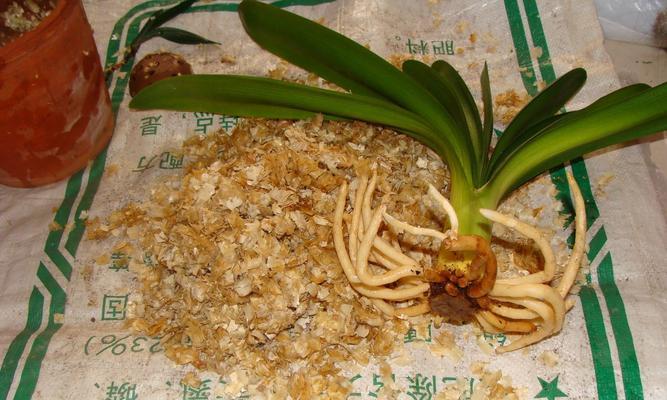 兰花发根困难怎么办？有效发根技巧有哪些？