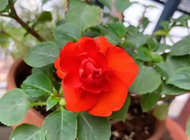 非洲凤仙花怎么养？养护技巧是什么？